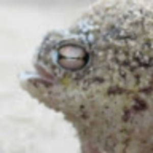 Meet your Posher, Thomas